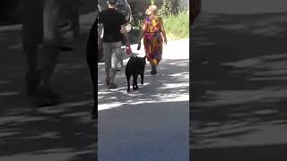 VID 20220809 092815 .dog travel  and man of NY#short