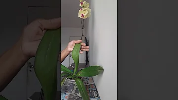 Como saber se minha orquídea está morrendo?