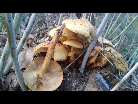 Чешуйчатка золотистая (Pholiota aurivella). Съедобный гриб. Королевский опёнок