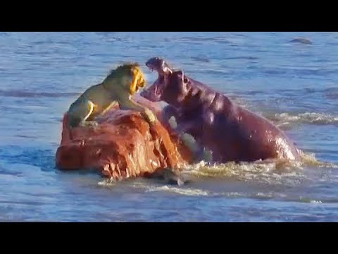Stranded Lion Gets Surrounded & Attacked by Hippos