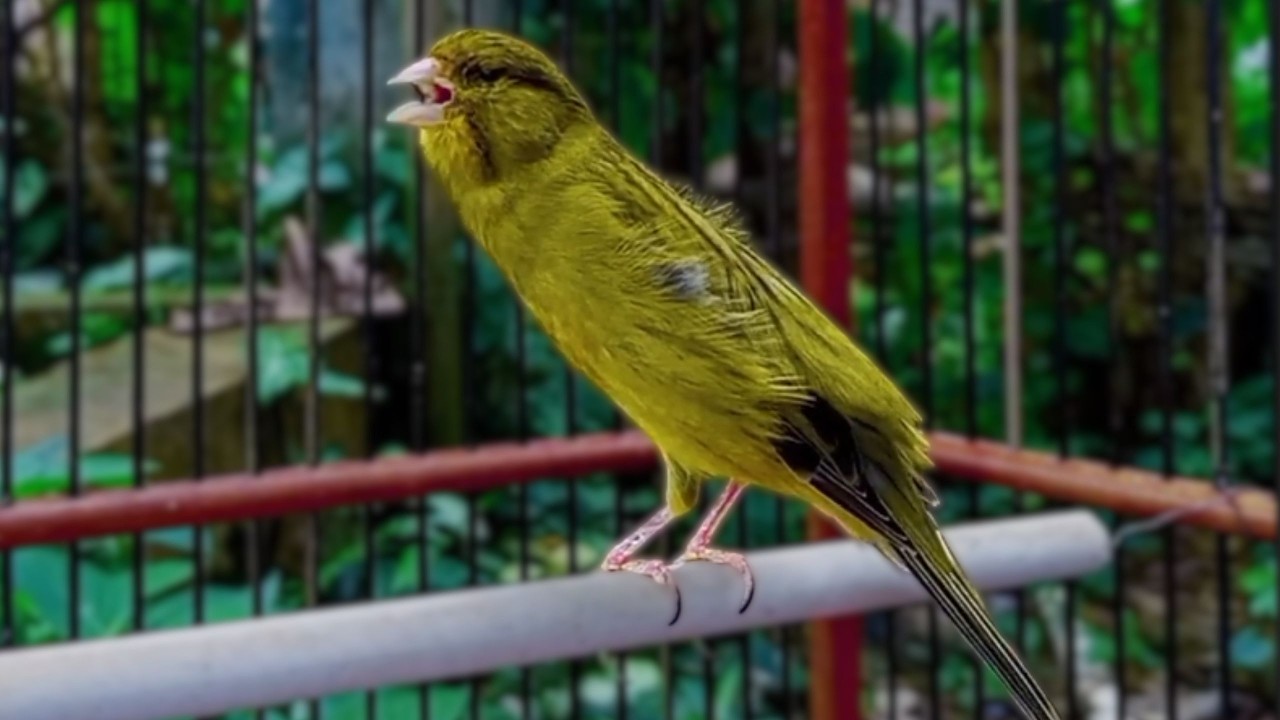 O treinamento mais mágico | 38 | Canário Belga tenta todos os canários a cantar!!!