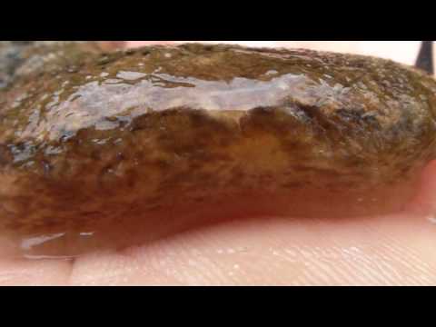 🐝 Slug Respiration - Real Japan Monsters