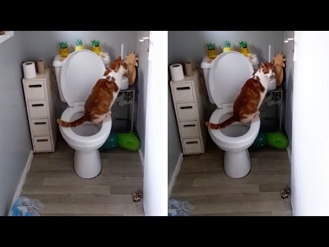 Cat Pretends To Be Human! (Hilarious Cat Videos)