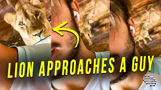 Lion Slowly Approaches a Guy From Behind Then Stands by the Glass Separating Them