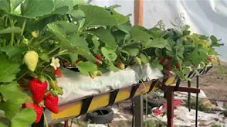 Представяне на Целогодишни ягоди сорт Селва Част 1 - Presentation of Everbearer Strawberries Selva