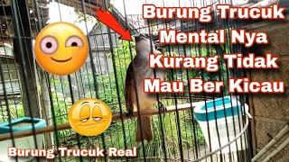 Burung Trucuk Mental Nya Kurang Tidak Mau Ber Kicau