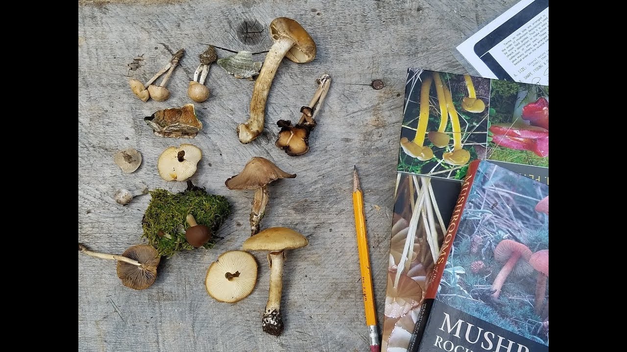 Mushroom Hunting 101 YouTube
