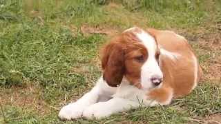 Irish Red and White Setter - Shadow Dog puppies(Irish Red and White Setter - Shadow Dog puppies Litter 