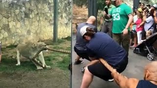 Watch: 3 WWE wrestlers lose tug-of-war with a young lion screenshot 4