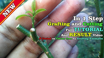 Grafting and Rooting in 1 Step With RESULT video by Grafting Examples
