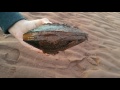 how to catch razor clams at korea beach