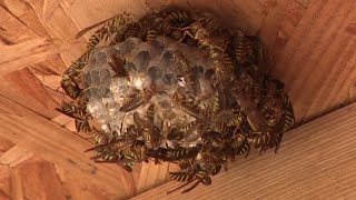 Aldine Family 'Bee Free' After Massive Invasion: How to Protect Your Home