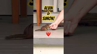 The Chipmunks Alvin and Simon stop by! #cute #funny #wildlife
