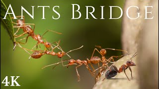 Army of Ants Unite to Build a Massive Bridge, Teamwork, 4k Ultra HD. screenshot 4