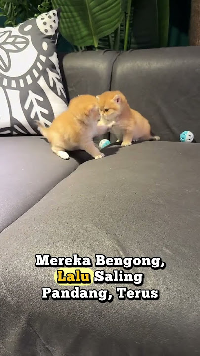 kucing kembar main lucu #kucinglucu #imut #shortvideo #cat #kucing #shorts #short #fyp #1k #love #1m