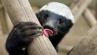 Are Honey Badgers Big-Brained? | Weasels: Feisty \& Fearless | BBC Earth