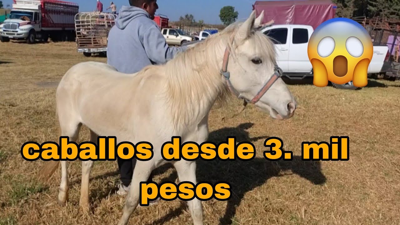 Días. Domingos // en Tenanzingo degollado 