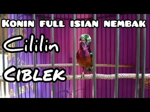 BONGKAR MATERI ! KONIN GACOR FULL ISIAN TEMBAKAN BREN CIBLEK DLL,COCOK UNTUK PANCINGAN KOLIBRI NINJA