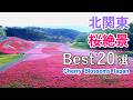 【お花見ガイド】北関東（群馬・栃木・茨城）の桜絶景ベスト20選！/ 太平山・かみね公園・桜山公園など / Best 20 Sakura Spots in North Kanto, Japan