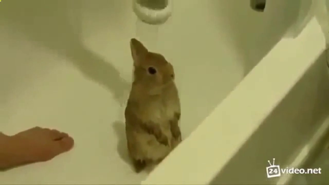 Заяц в ластах. Заяц в душе. Заяц в ванне. Кролик моется.