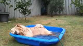 Chow chow cooling off