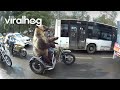 Bear rides motorcycle  viralhog