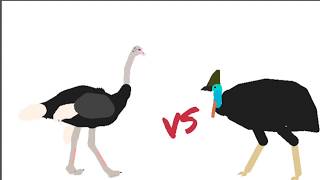 Avestruz Vs Casuarostrich Vs Cowarysticknodes