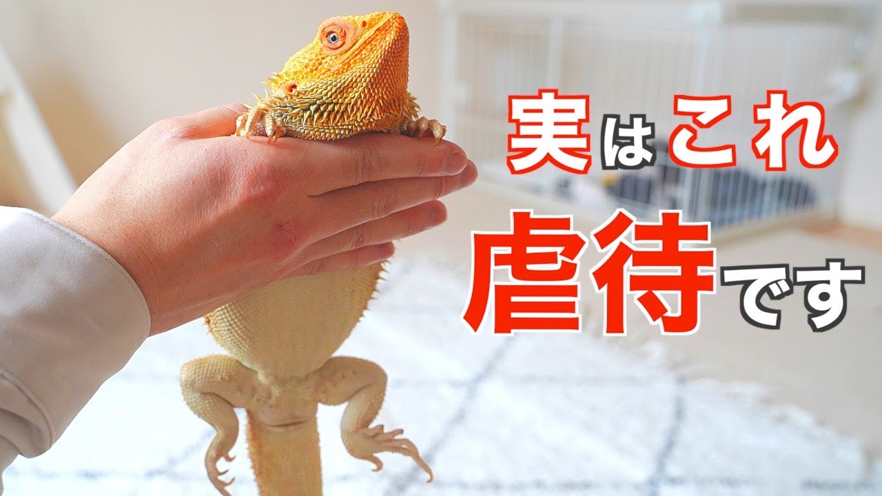 フトアゴ飼育でやってはいけない飼い主の行動!お迎え前・初心者必見!【餌の与え方・ハンドリングのコツ・多頭飼い】 YouTube フトアゴ飼育でやってはいけない飼い主の行動!お迎え前・初心者必見!【餌の与え方・ハンドリングのコツ・多頭飼い】 YouTube