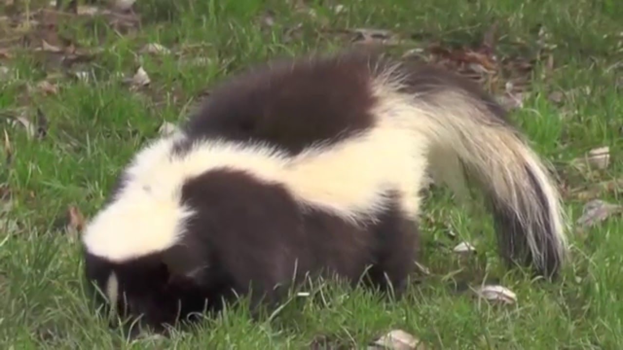 Stinktier Frisst Youtube