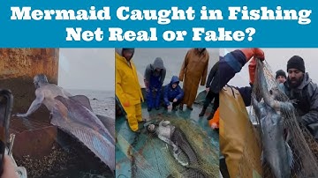 Mermaid Caught in Fishing Net: Real or Fake? | Reality of Mermaid Caught on Camera Viral Clips!
