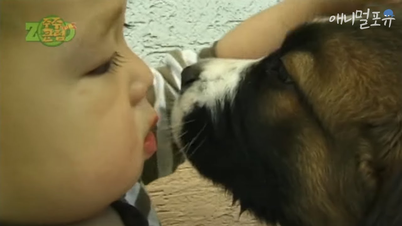 [모아보기] 동물 시트콤의 원조, 응도를 기억하시나요?｜응도 시즌1｜KBS 2002년 방송