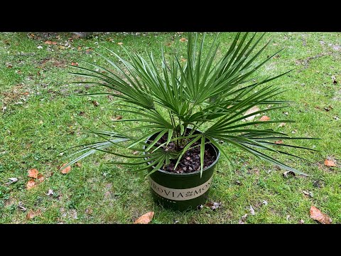 Video: Hamerops - Palmboom Met Waaierbladeren