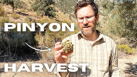 How to Harvest and Prepare Pinyon Pine Nuts In the Eastern Sierra