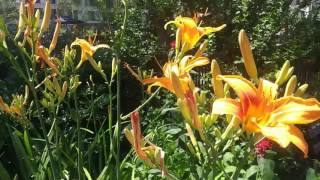 Aveja En Flor En Parque De La 5 Ave.