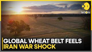 Global Grain Hubs Brace For Supply Squeeze Fuel Fertiliser Crisis Hits Wheat Producers  Wion News