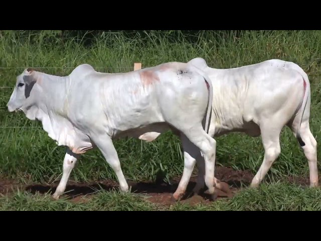 lote 08   283 481 1080p