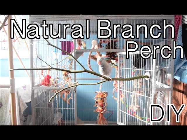 Natural Branch Perches