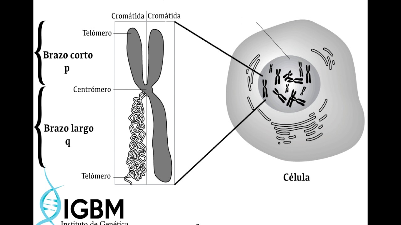 TIPOS DE CROMOSOMAS - thptnganamst.edu.vn