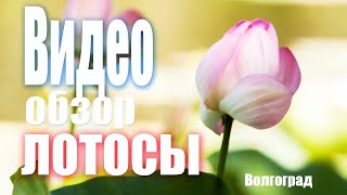 Лотосы Волгоградская Область.