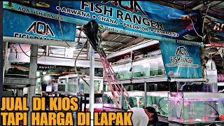 JUAL DIKIOS TAPI HARGA DI LAPAK !!! UPDATE HARGA IKAN PREDATOR DAN TANKMATE DI JATINEGARA TERBARU