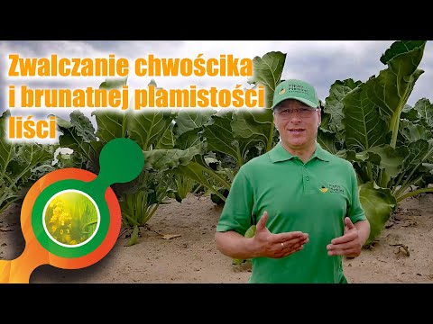 Wideo: Istod O Cienkich Liściach