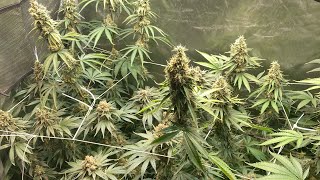 Mix tent - 9 weeks