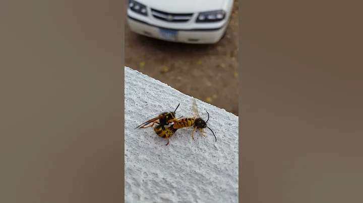 Wasps Mating