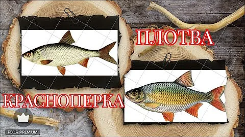 РЫБЫ, которых путают ЧАЩЕ всего. Плотва и красноперка. Основные различия и особенности.