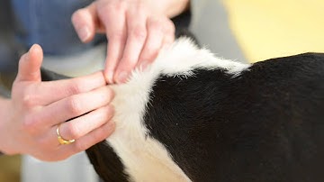 How To Prevent Tick Bites