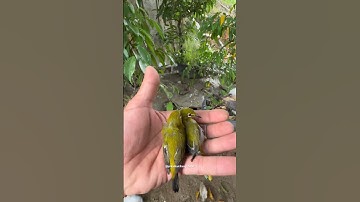Rilis burung pleci 1 pasang ke aviary #shorts #aviary #kicaumania #burung #burungplecingalas