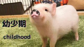 動物の赤ちゃん マイクロブタの幼少期は可愛い Baby Animal The Childhood Of Micro Pigs Is Cute Youtube