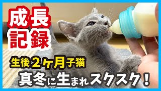 [Kitten growth record] A kitten rescued at 10 days old has grown up cute! No.55