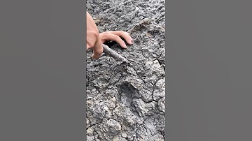 Whilst searching for fossils in Shale we found a Jurassic Age limestone ball of rock containing