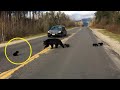 Fahrer entdeckt Bärenjunges auf der Straße, bemerkt ein alarmierendes Detail und ruft sofort Hilfe